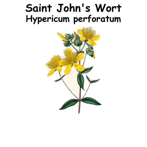 Saint John's Wort ST