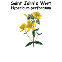 Saint John's Wort ST