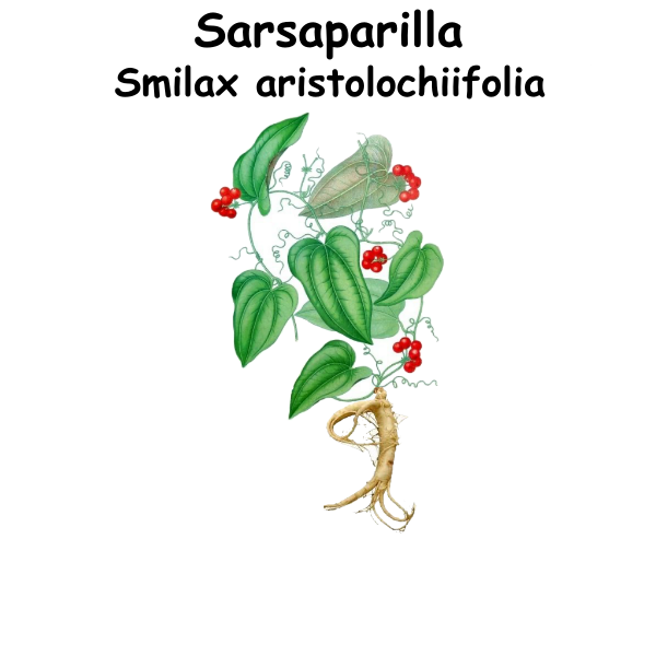 Sarsaparilla ST