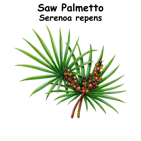 Saw Palmetto ST