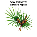 Saw Palmetto ST