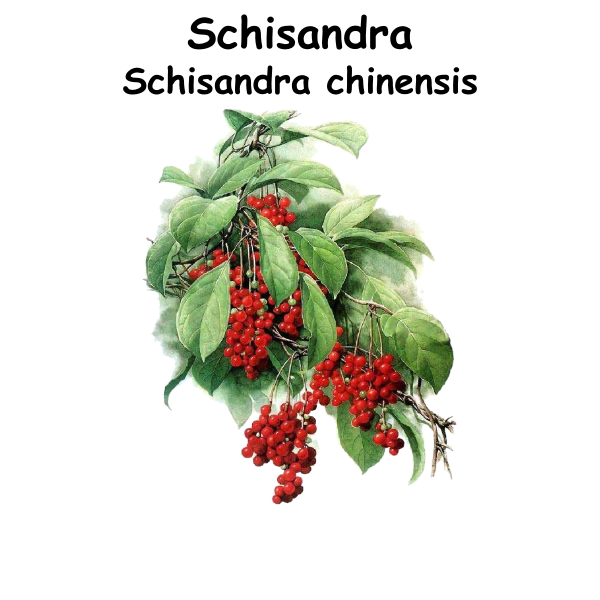 Schisandra ST