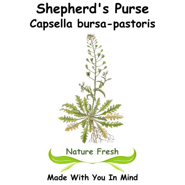 Shepherd's Purse