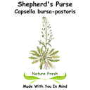Shepherd's Purse