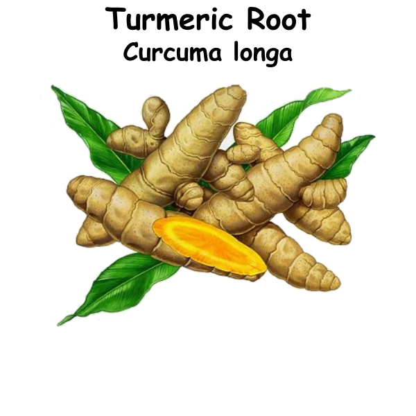 Turmeric ST