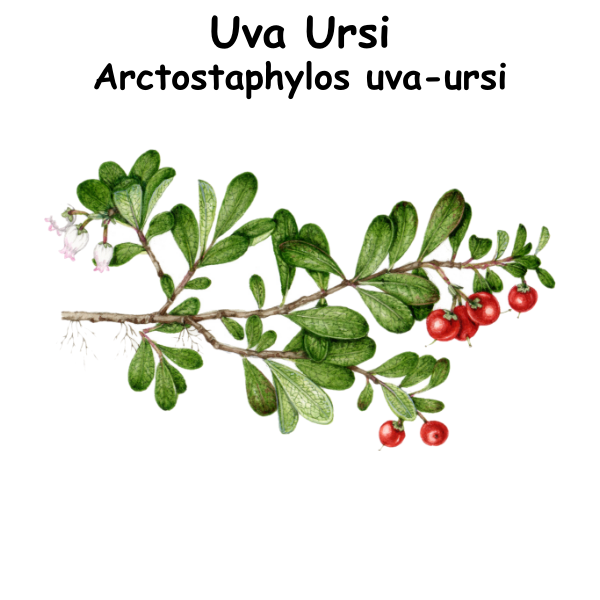 Uva Ursi ST
