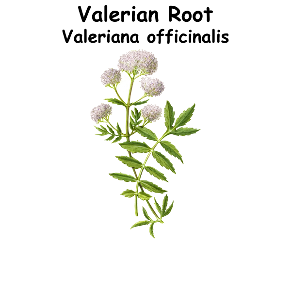 Valerian ST