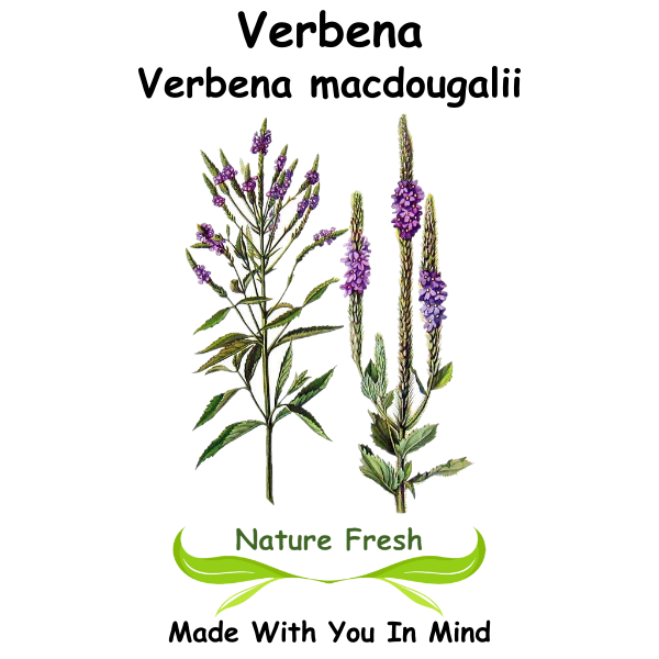 Verbena
