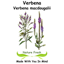Verbena