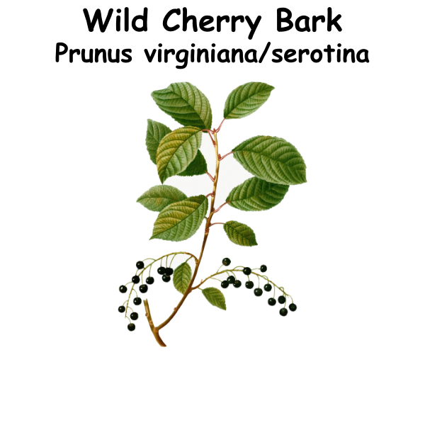 Wild Cherry Bark ST