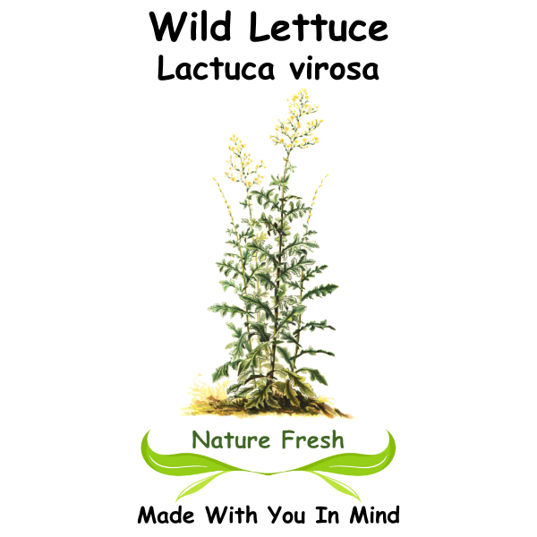 Wild Lettuce