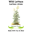 Wild Lettuce