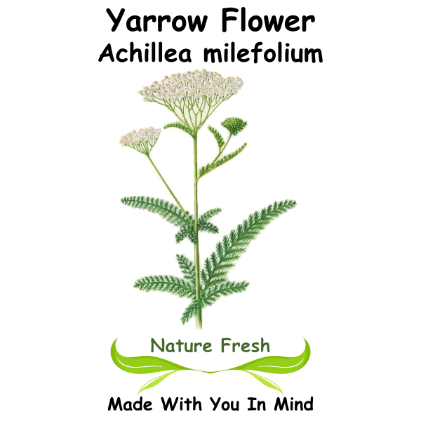 Yarrow