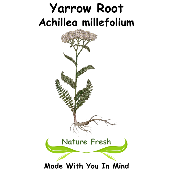 Yarrow Root