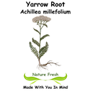 Yarrow Root