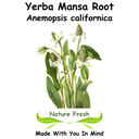 Yerba Mansa