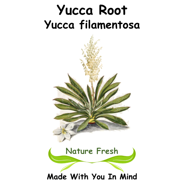 Yucca