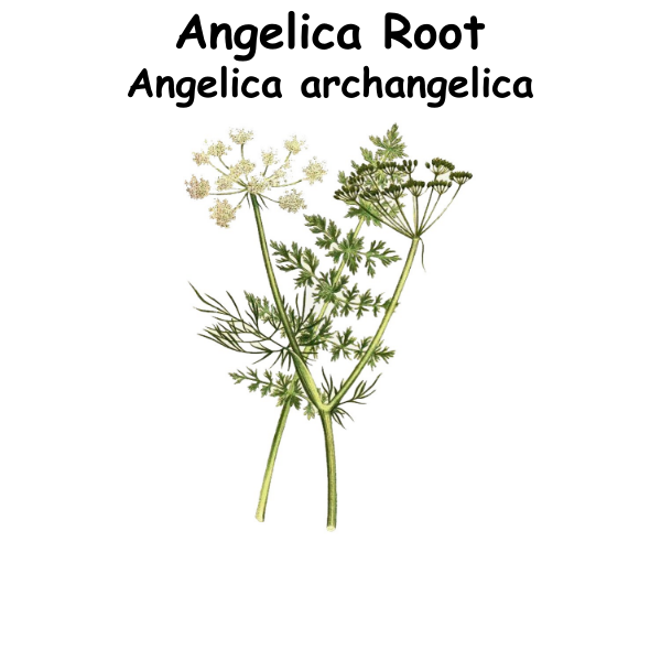 Angelica Root ST
