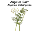 Angelica Root ST