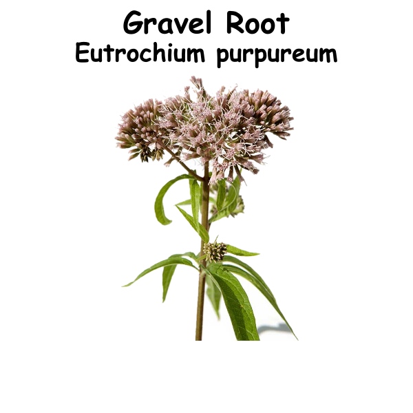 Gravel Root ST