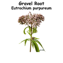 Gravel Root ST