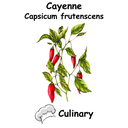 Cayenne Cul