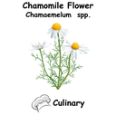 Chamomile Cul