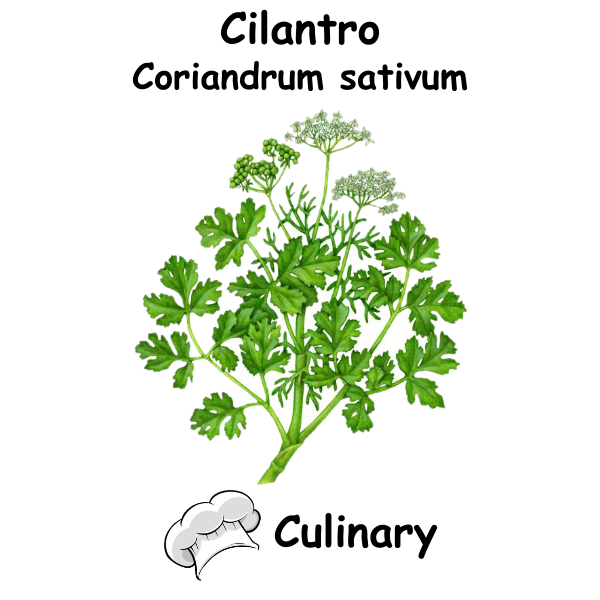 Cilantro Cul