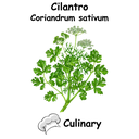 Cilantro Cul