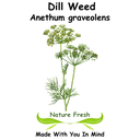 Dill Weed