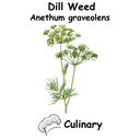 Dill Weed Cul