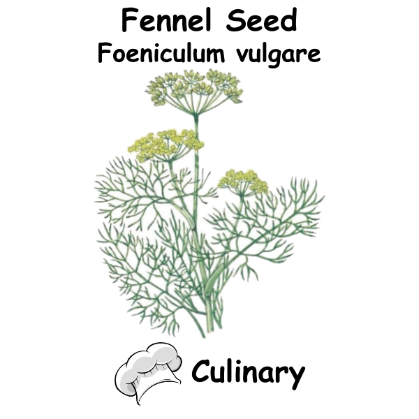 Fennel Cul