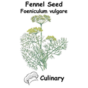 Fennel Cul