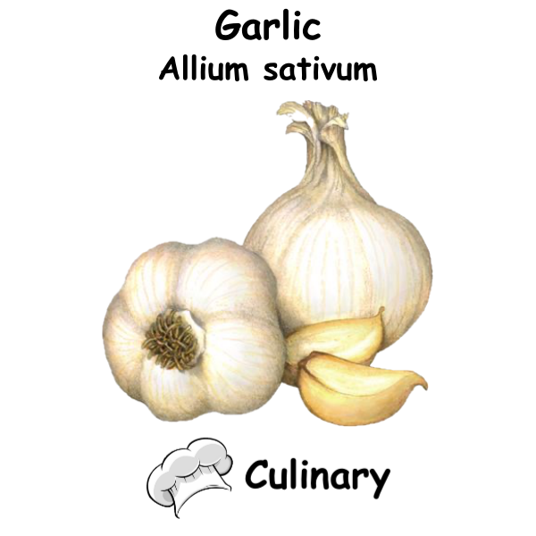 Garlic Cul