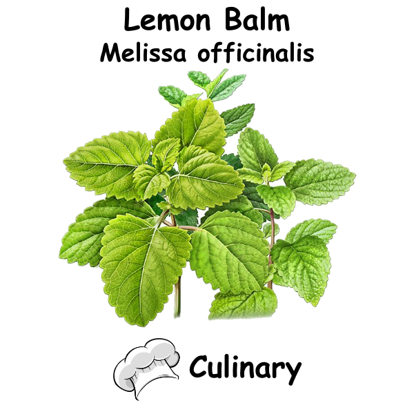 Lemon Balm Cul
