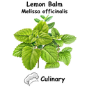 Lemon Balm Cul