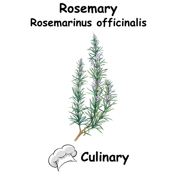 Rosemary Cul
