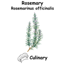 Rosemary Cul