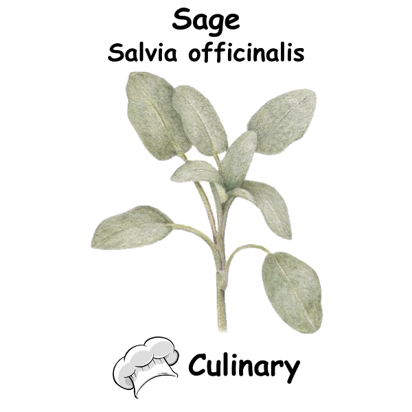 Sage Cul
