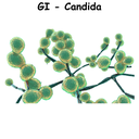 GI - Candida ST