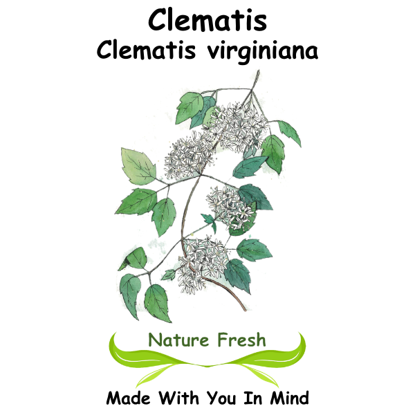 Clematis