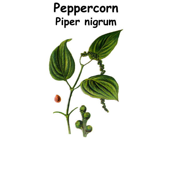 Peppercorn