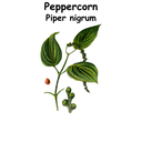 Peppercorn