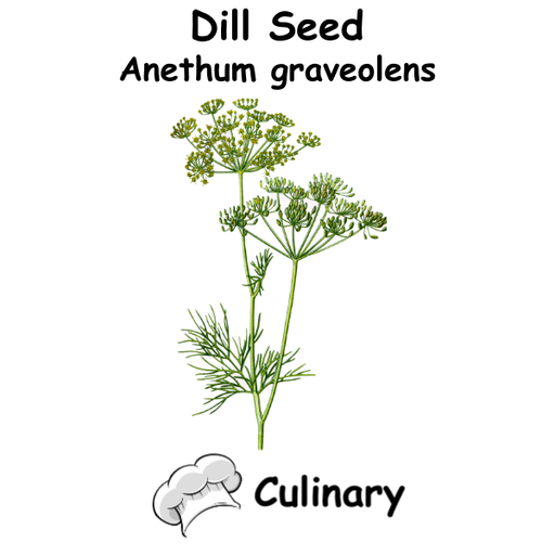 Dill Seed Cul