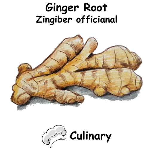Ginger ST Cul