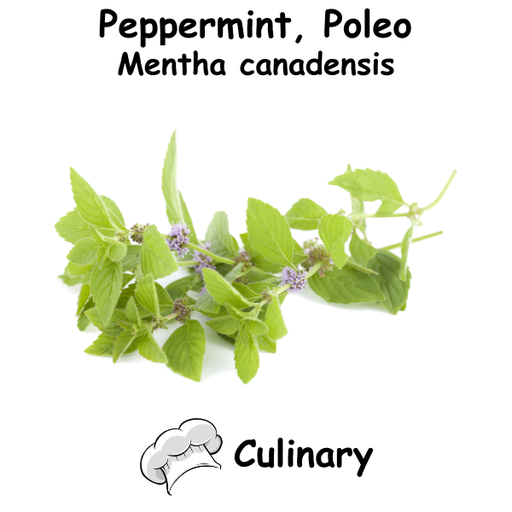 Peppermint, Poleo Cul