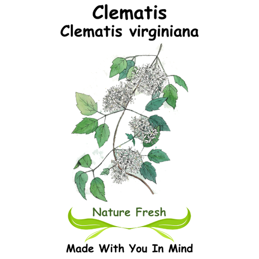 Clematis