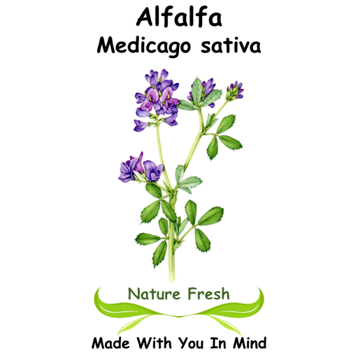 Alfalfa Leaf