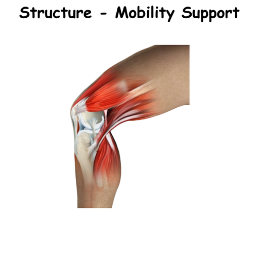 Structure - Mobility Support ST