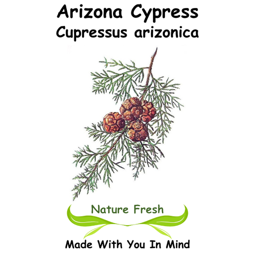 Arizona Cypress